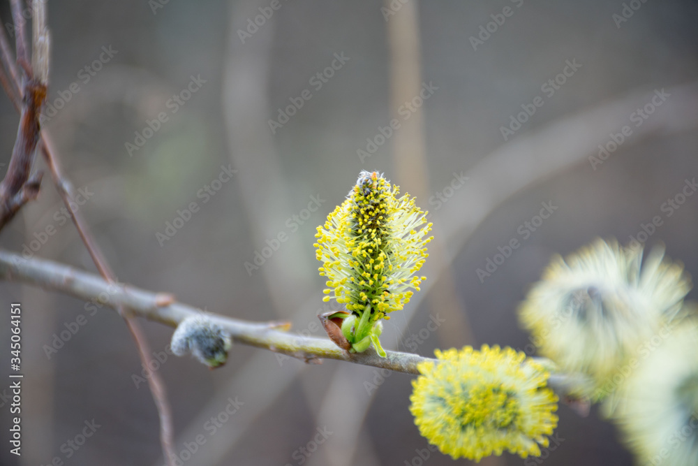 Fototapeta premium willow branches with catkins