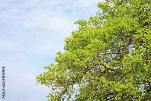 green tree leaves against the blue sky
