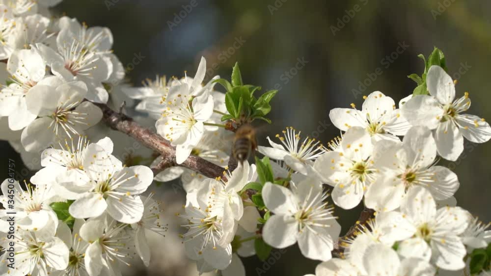 Close up one honey bee flies from flower to flower of a flowering tree apricot bee collects nectar pollen on a Sunny spring day slow motion Close up one honey bee flies from flower to flower of a flowering tree apricot bee collects nectar pollen on a Sunny spring day slow motion