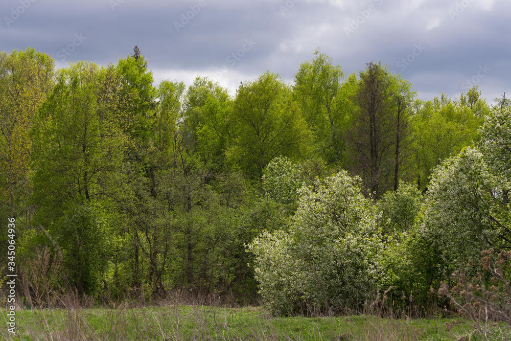 Green trees against the blue sky in the countryside Green trees against the blue sky in the countryside