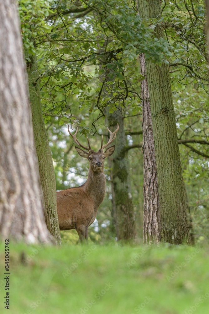 Red deer in the forest with pines and oaks in a wildlife park at the end of summer Red deer in the forest with pines and oaks in a wildlife park at the end of summer
