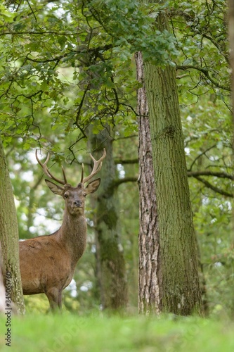 Red deer in the forest with pines and oaks in a wildlife park at the end of summer © Wildpix imagery
