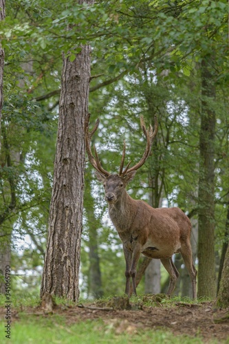 Red deer in the forest with pines and oaks in a wildlife park at the end of summer
