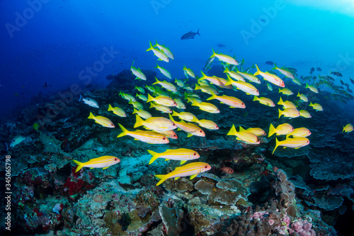 Colorful Bluestripe Snapper on a tropical coral reef in the Similan Islands photo