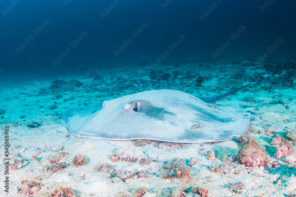 A Pink Whipray hidden by sand on the ocean floor of a tropical coral reef