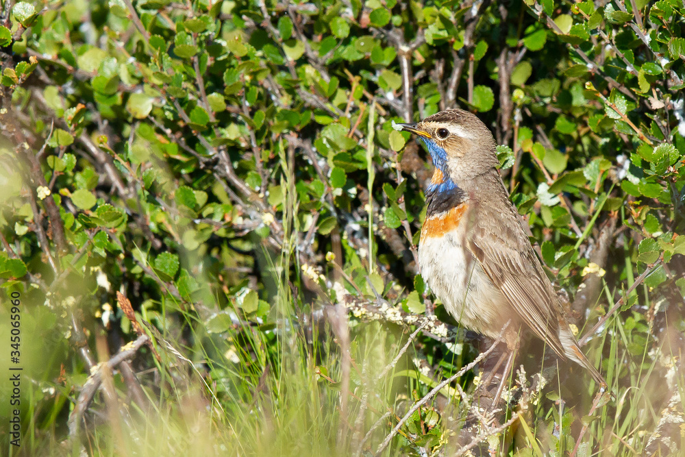 Bluebreasts peering out at the horizon. Bluebreasts peering out at the horizon.
