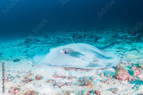 Obraz na płótnie A Pink Whipray hidden by sand on the ocean floor of a tropical coral reef w salonie