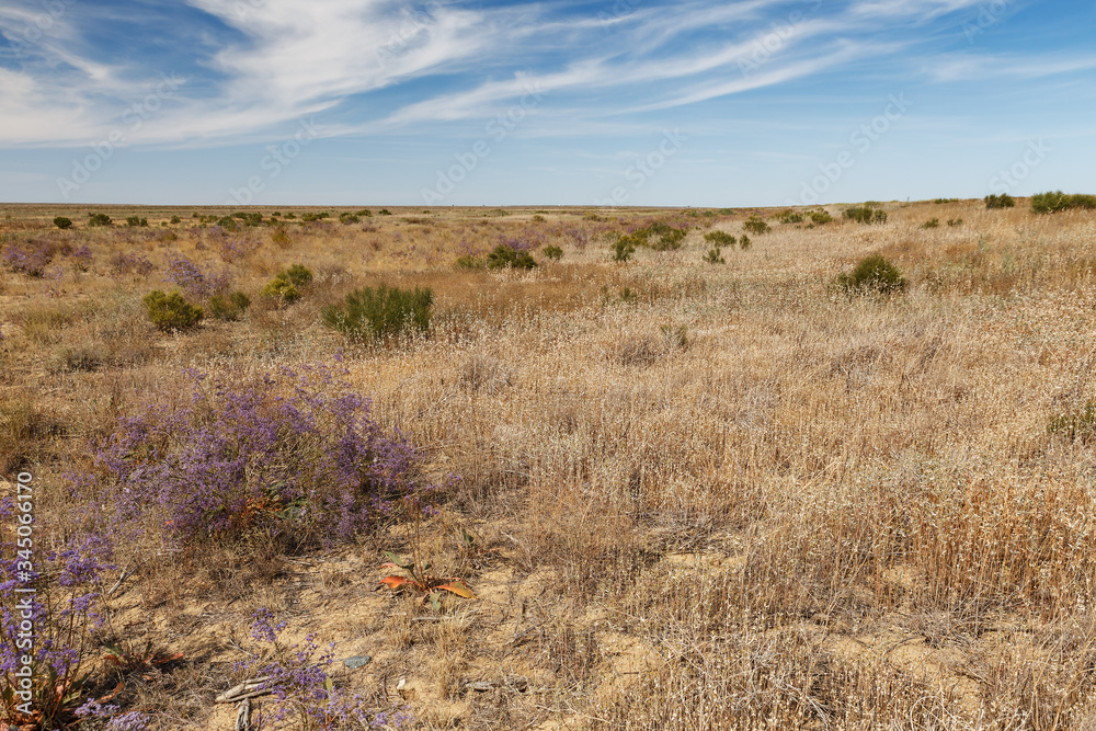 steppe in Kazakhstan. Dry grass and flowering shrub in the steppe.