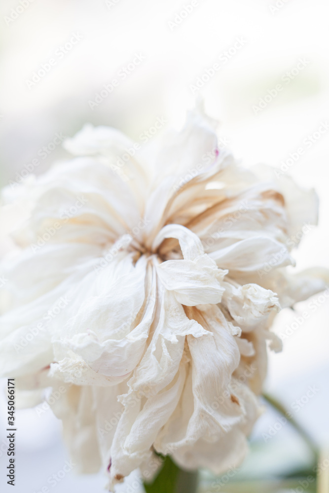 Faded white peony flower Faded white peony flower
