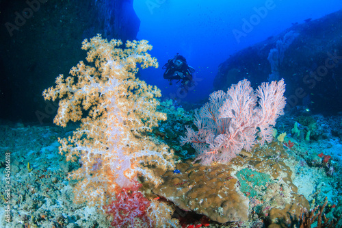 SCUBA diver with beautiful soft corals on a tropical reef