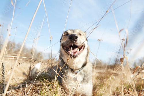 Dog playing in grass