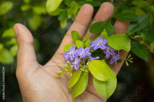hand with lilac flowers
