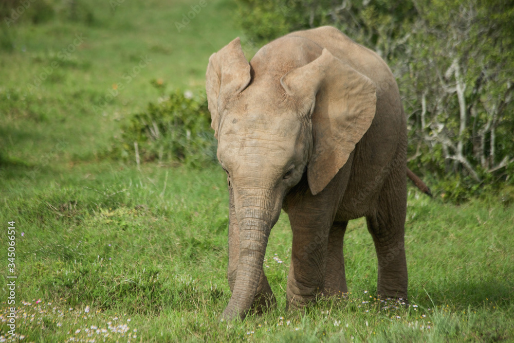 Fototapeta premium Baby Elephant