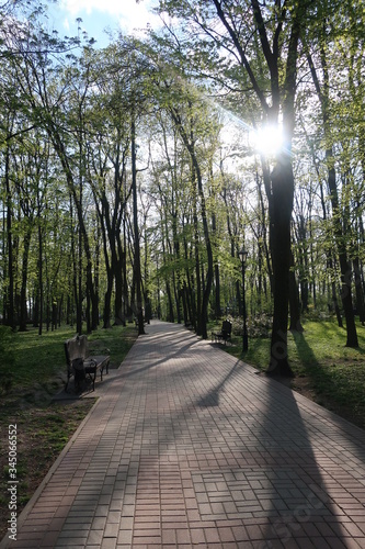 
sunny park with green trees and brown benches