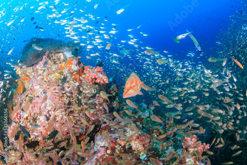 Fototapeta Naklejka Na Ścianę i Meble -  Coral Grouper (Coral Cod) on a colorful, underwater tropical coral reef