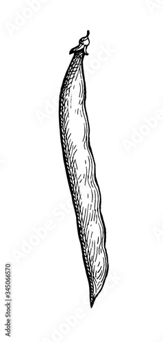 Ink sketch of common bean