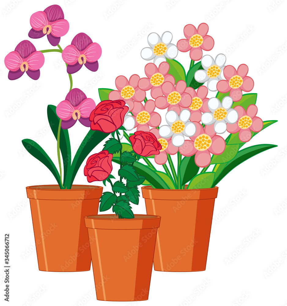 Beautiful flowers in the garden on white background