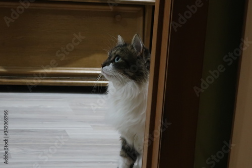 
cat sitting on the floor and looking into the distance