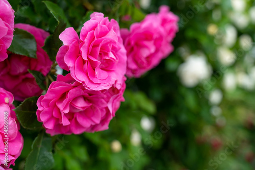 ピンク色のバラ © 88Yashima