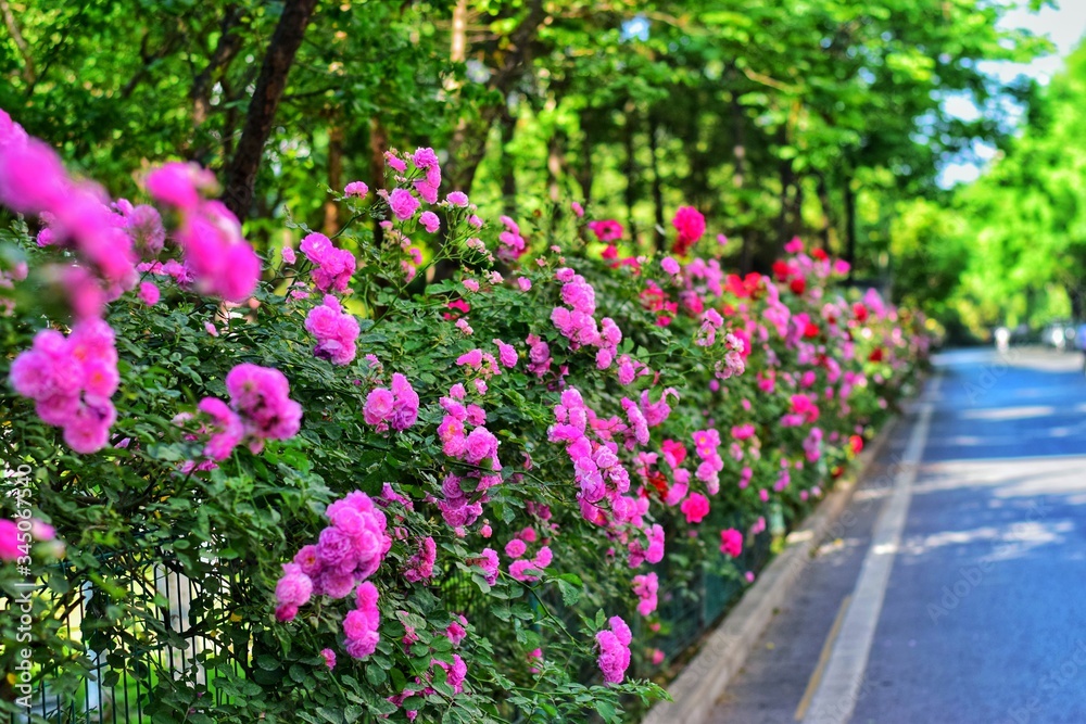 roses are blooming roses are blooming