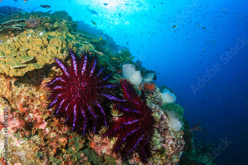 Predatory Crown of Thorns Starfish feeding on and damaging a tropical coral reef