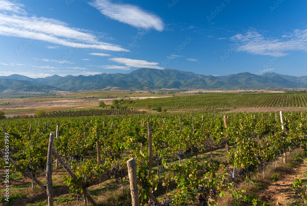 Vineyards against a backdrop of a mountain landscape with blue sky.