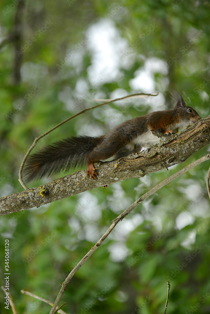 niedliches Eichhörnchen