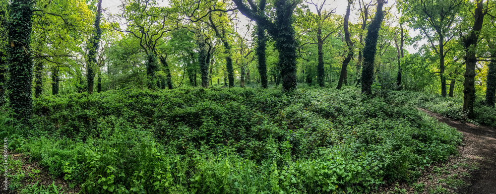 Obraz premium ancient forest