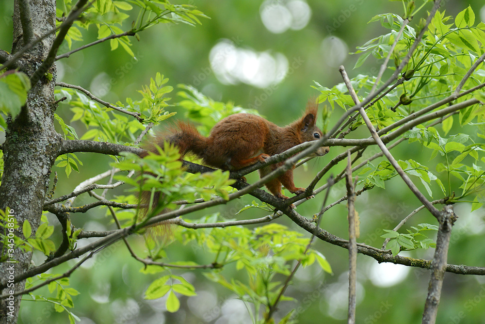 niedliches Eichhörnchen niedliches Eichhörnchen