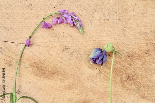 aquilegia vulgaris bud and Vicia (vecth) flower plant photo