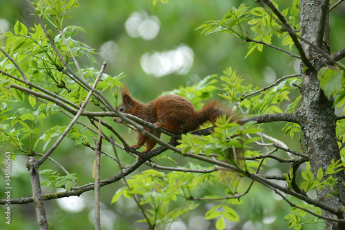 niedliches Eichhörnchen © R+R