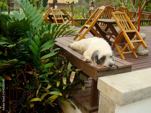 A white dog with black spots on its face lies on a bench of a summer cafe. Close-up. Exotic plants. In the background are wooden tables and chairs, a hut and lanterns.