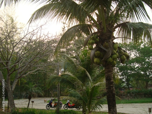 Palm trees with bunches of coconuts. In the background a pair of motorcycles. Travel in the rainy season. The road among the green jungle. Tropical plants.