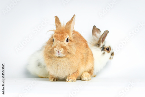 Two happy adorable fluffy rabbit, brown and white bunny pets on white background.