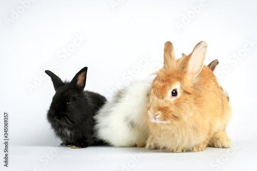 Three of fluffy cute rabbit bunny on white background, adorable brown, white and black bunny pets