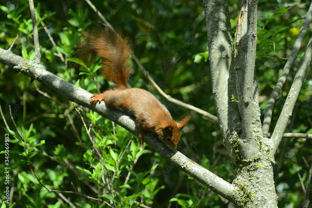niedliches Eichhörnchen niedliches Eichhörnchen