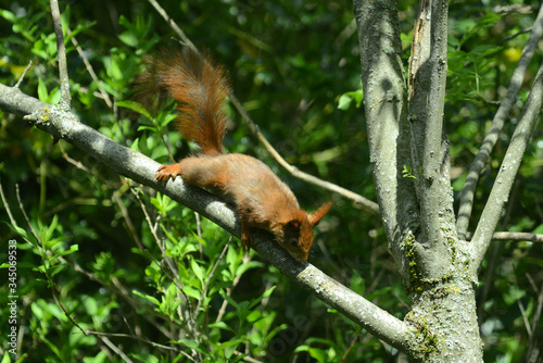 niedliches Eichhörnchen