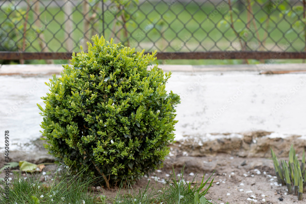Buxus sempervirens. Trimming a boxwood Bush in the shape of a ball