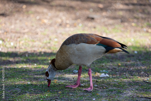 Egyptian goose in the park photo