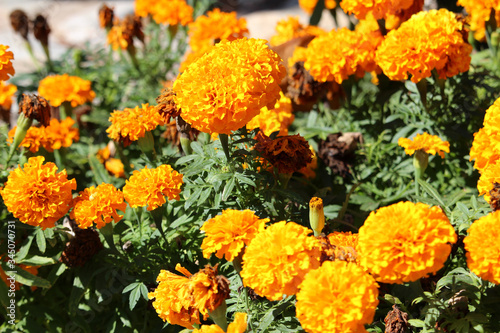 Flor naranja llamada Tagetes erecta, comúnmente tagete, y conocida en México como cempasúchil.