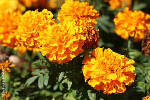 Close up of flowers of Tagetes erecta, the Mexican marigold or Aztec marigold © jimenezar