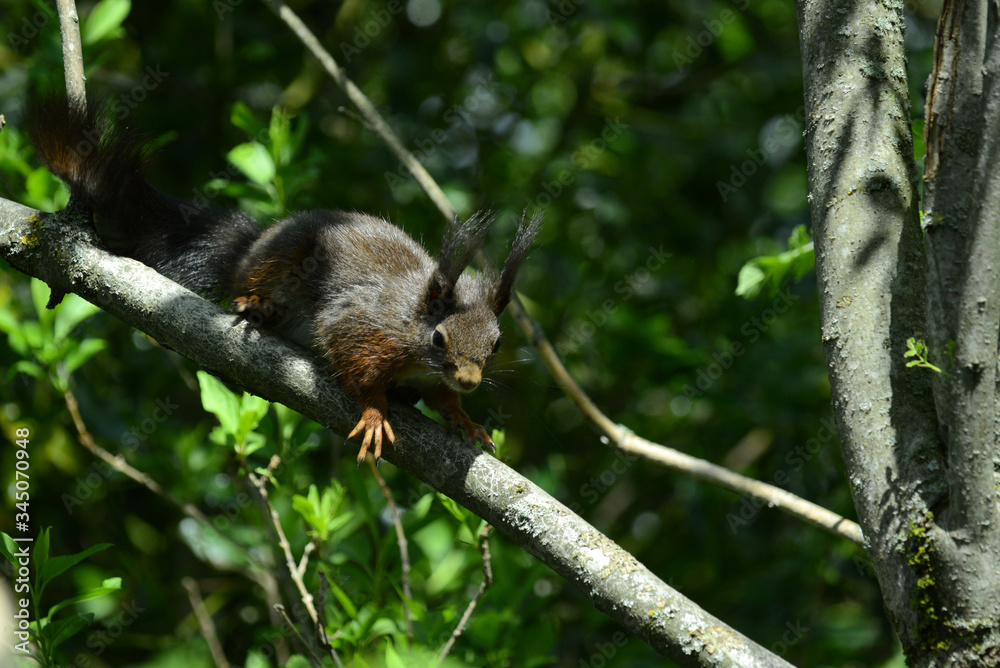 Obraz premium niedliches Eichhörnchen