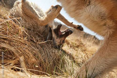 Dogs playing with each other outdoors