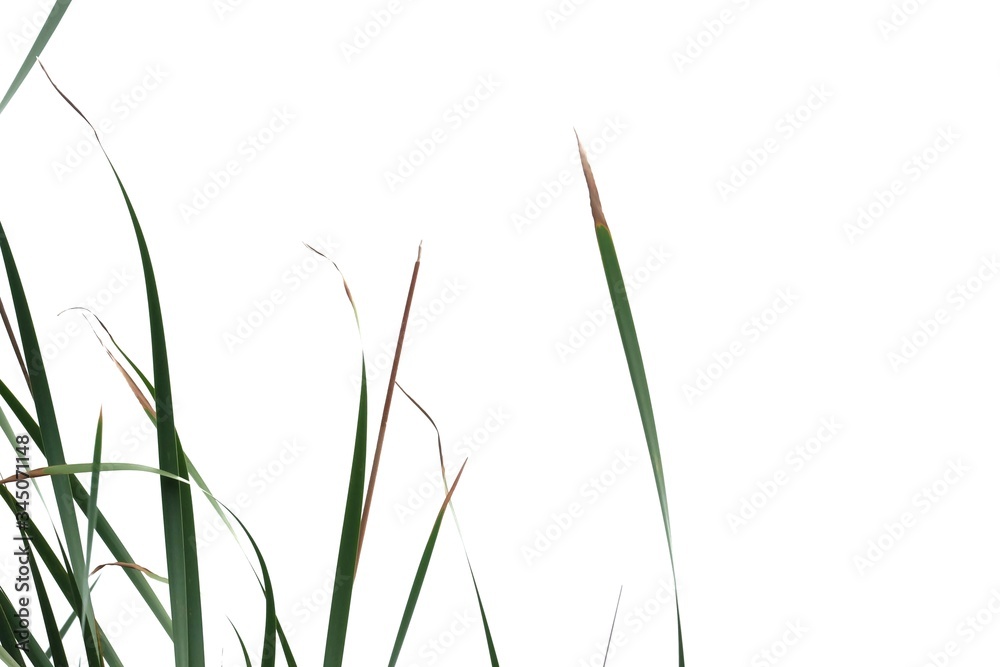 In selective focus wild grass leaves with wind blowing on white isolated background for green foliage backdrop In selective focus wild grass leaves with wind blowing on white isolated background for green foliage backdrop