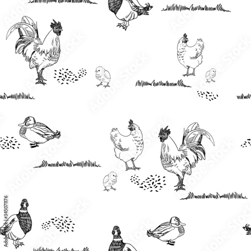 poultry yard with chiken and duks pattern
