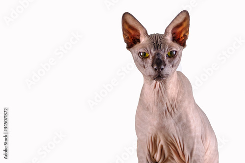 Portrait of a pretty sphinx indoors, bald cat, the cat is sitting, half body, on a white background, with space for copy, focus on eye © Dasya - Dasya