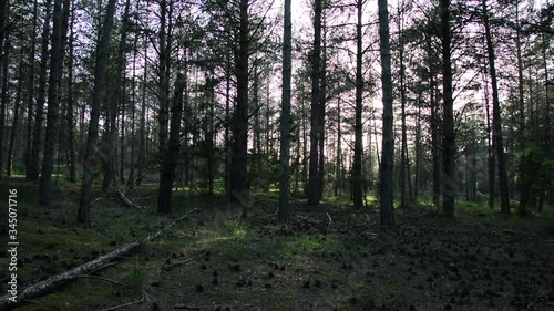 sun rays in the forest