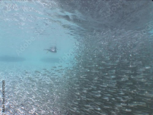 Wallpaper Mural cormorant bird hunting fish underwater silverside
atherina wildlife ocean scenery Torontodigital.ca