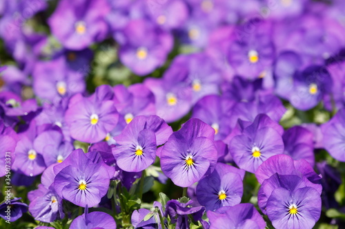 Lila Stiefm  tterchen Blumen  Blumenbeet  Deutschland  Europa