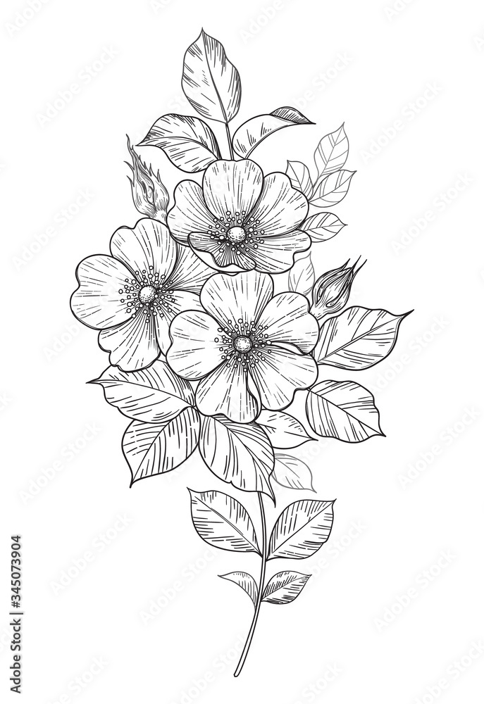 Hand Drawn Dog-Rose Branch with Flowers and Leaves